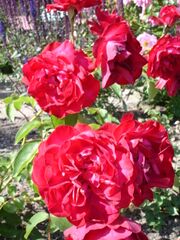 Rose 'Bengal Red'