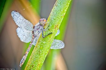 Clinging to the edge: The bubbles of water magnify the beauty and reveal the details and bright red, orange, green and blue colours of the flying insects.