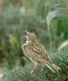 Dupont's Lark, Morocco 1 (crop) (cropped).jpg