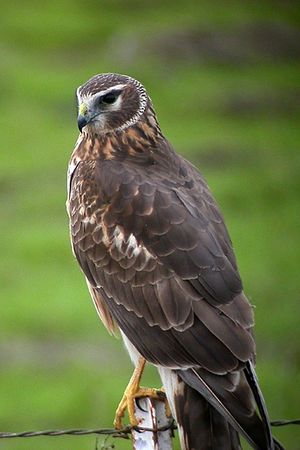 Northern (Hen) Harrier.jpg