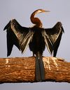 Oriental darter (Anhinga melanogaster) 21-Mar-2007 6-10-09 AM.JPG