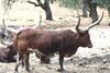 Watusi Cattle1.jpg