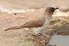 Common bulbul (Pycnonotus barbatus barbatus).jpg