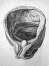 Engraving of the bladder of Lazzaro Spallanzani.png