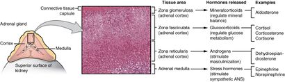 1818 The Adrenal Glands.jpg