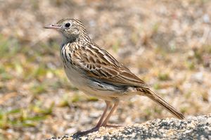 Anthus correndera -Cabo Polonio, Rocha, Uruguay-8.jpg