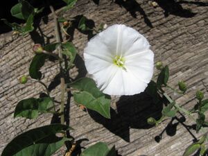 Convolvulus arvensis bg.jpg