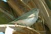 Eastern Bonelli's Warbler.jpg