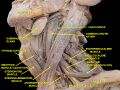 Deep dissection of vagus nerve