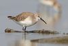 Calidris ferruginea, winter adult, Pak Thale.jpg