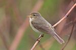 Chiffchaff - Phylloscopus collybita.jpg