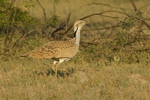 MacQueens Bustard in Greater Rann of Kutch, Gujarat, India.jpg