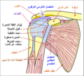 رسم تخطيطي لمفصل الكتف في الإنسان، من الأمام