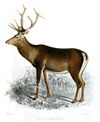 Cervus cashmeerianus Smit.jpg