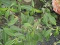 Fuchsia paniculata