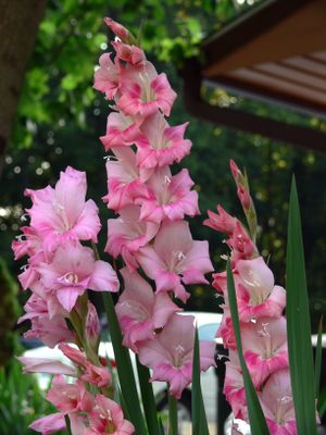 Gladiolus 7-19-06.JPG