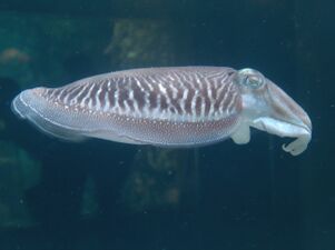 Cephalopods, like this cuttlefish, use their mantle cavity for jet propulsion.