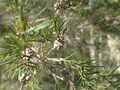 M. alternifolia fruits