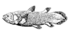 Coelacanth-bgiu.png