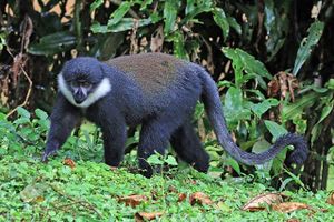 L'Hoest's monkey (Cercopithecus lhoesti).jpg