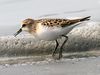 Little Stint (Calidris minuta) (1).jpg