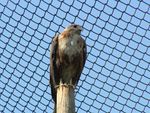 Long-legged Buzzard Biblical Zoo.jpg