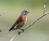 Carduelis cannabina -England -male-8.jpg