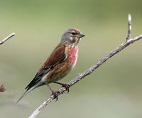 Carduelis cannabina -England -male-8.jpg