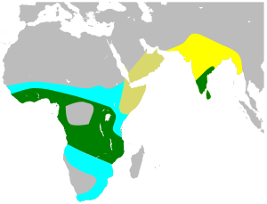 ClamatorJacobinusMap.svg