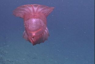 Benthopelagic sea cucumbers can lift off the seafloor and journey as much as 1,000 m (3,300 ft) up the water column