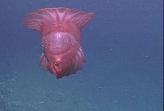 Pelagic sea cucumber