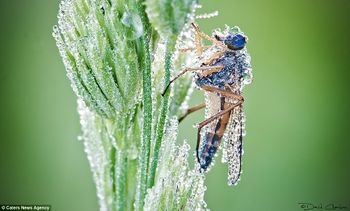 Frond of the mornings: The creatures do not seem perturbed by the influx of water, perhaps enjoying the early morning wash.