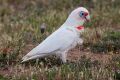 Long-billed Corella (Cacatua tenuirostris) (8079603537).jpg