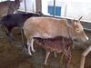 കാസർഗോഡ് കുള്ളൻ Kasaragod dwarf cattle.jpg