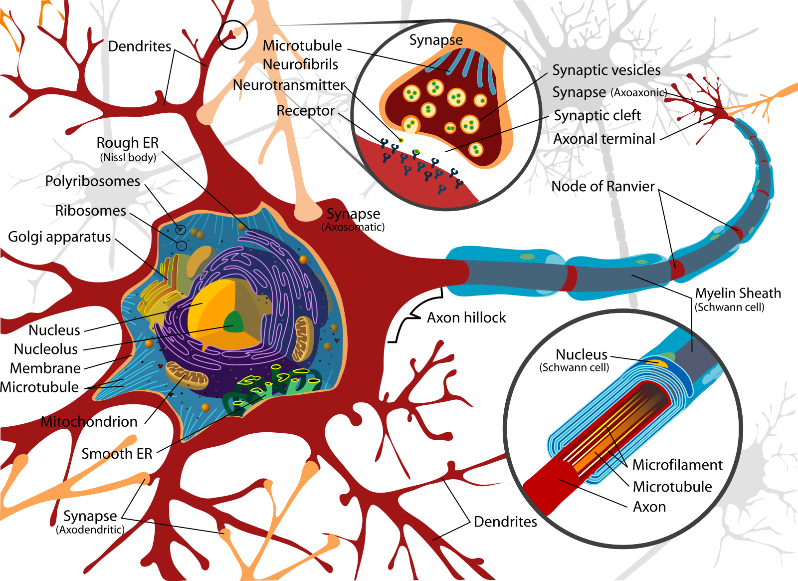 complete-neuron-cell-diagram-svg