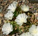 Lewisia rediviva 4.jpg