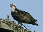 Osprey (Pandion haliaetus) RWD.jpg