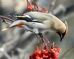 Bohemian Wax Wing.jpg