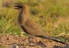 Collared pratincole (Glareola pratincola).jpg