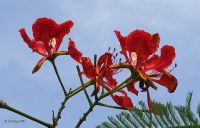 Flower in Kolkata, West Bengal, الهند.