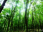 Forests invoking to be explored.JPG