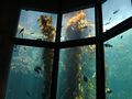 Giant kelp in the Monterey Bay Aquarium.