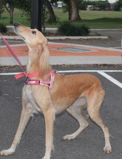 Gold saluki.jpg