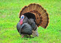 Wild Turkeys.jpg