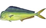 Mahi-mahi