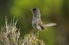 Marmora's Warbler - Sardinia - Italy S4E1036.jpg