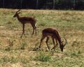 Male impala