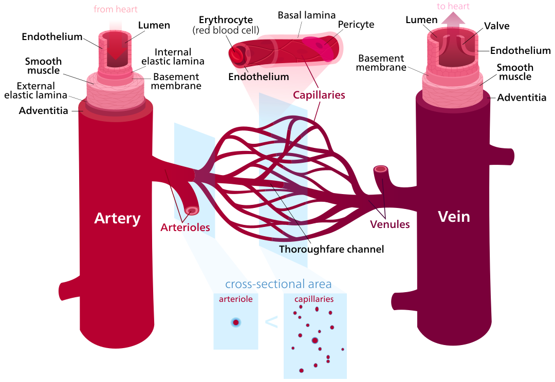 blood-vessels-en-svg