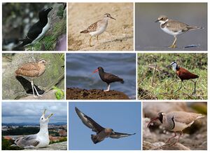 Charadriiformes Diversity.jpg