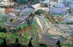 Terrace field yunnan china edit.jpg